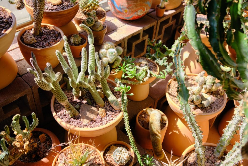 Gardening Kit With Plants