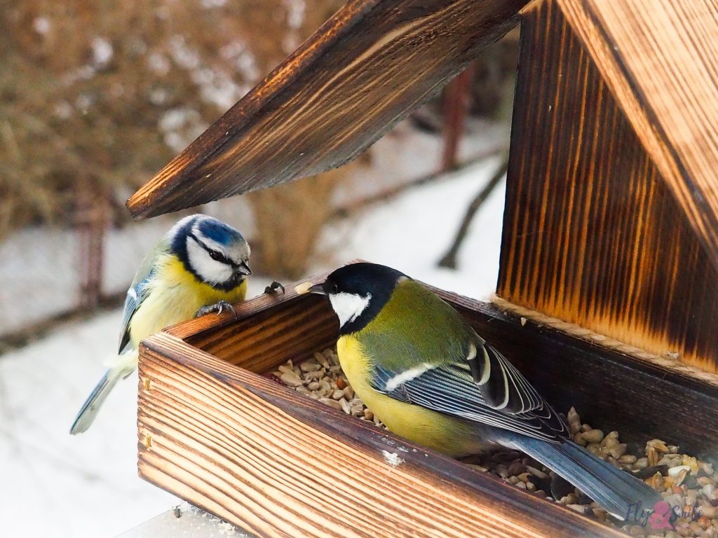 bird feeder