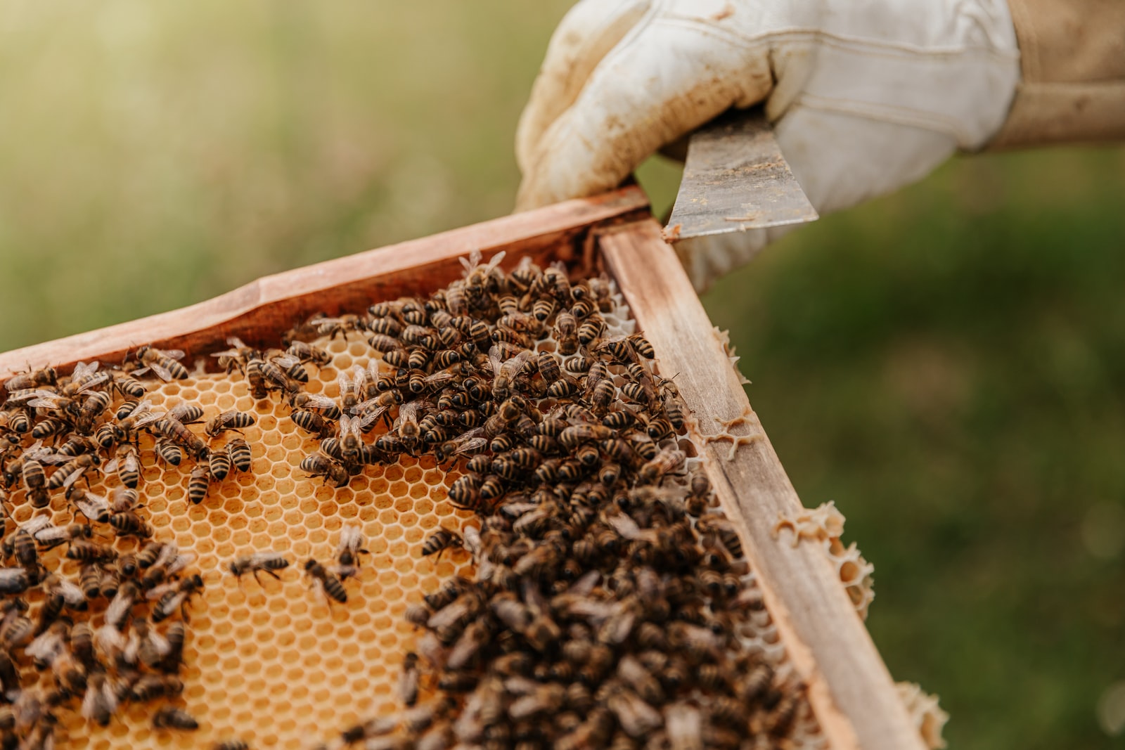 10 Gift Ideas for Beekeepers Baetalk