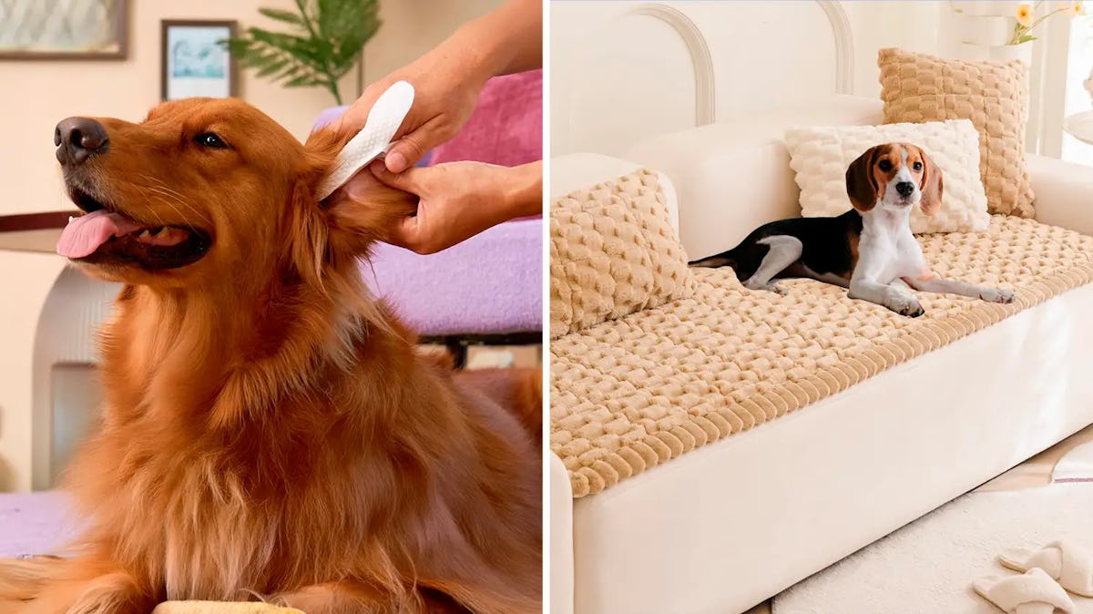 55 Weird, Clever Things Dog Owners Say Are Actually Life-Changing
