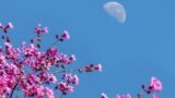 The Full Flower Moon In Scorpio Will Offer You A Glimmer Of Hope