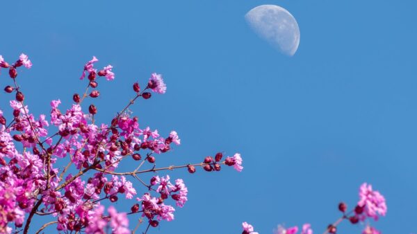 The Full Flower Moon In Scorpio Will Offer You A Glimmer Of Hope