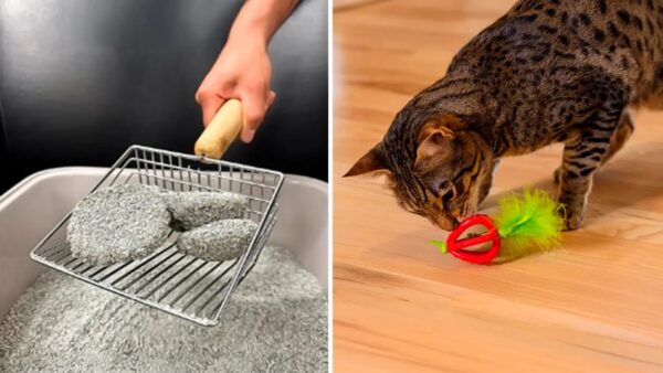 65 Weird Things For Your Cat That Are Actually Life-Changing